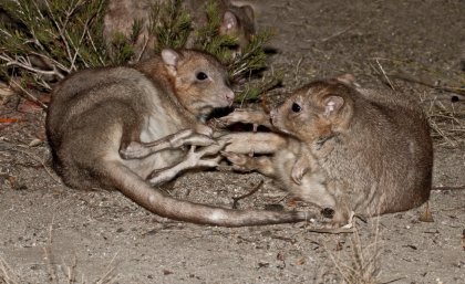 Nest predators: boodies, a type of bettong (above), Image: John Lawson; a brushtail possum (below), Image: Andrew Mercer; a woylie (below left), Image John Lawson; and the painted button quail (below right), Image Greg Miles.